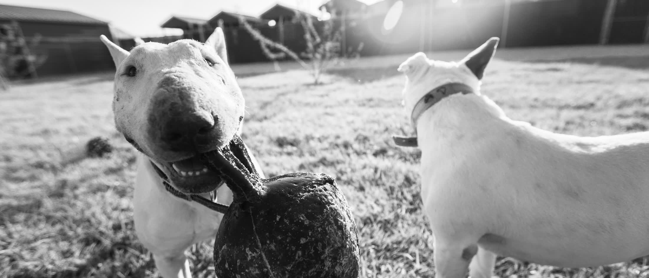 Black and white photograph of two bull terriers fighting over a ball in a shelter yard
